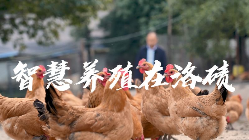 细胞培养基：选择之道，揭秘其背后的科学**